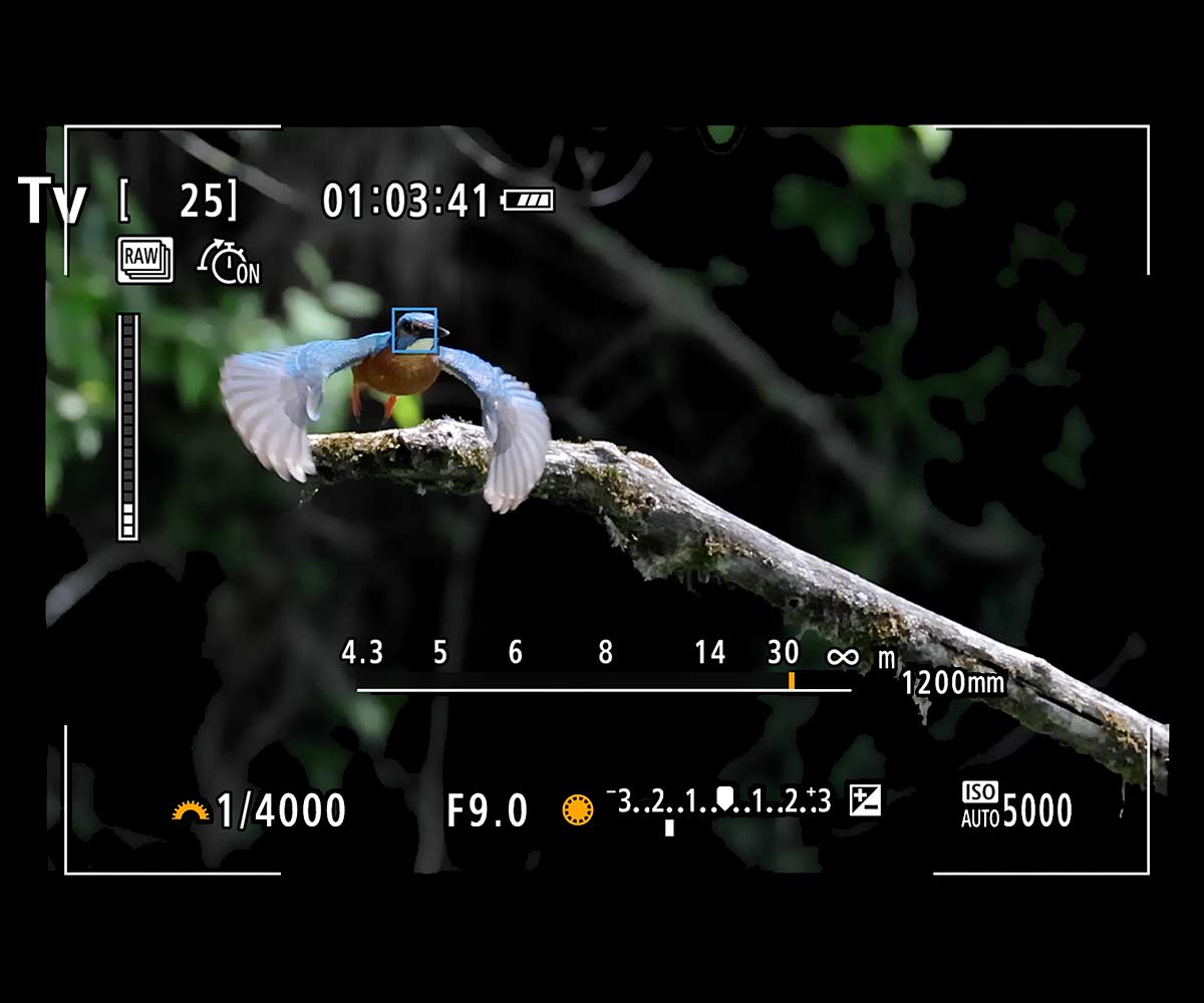 Automatic Subject Tracking Autofocus on the EOS R7 and EOS R10